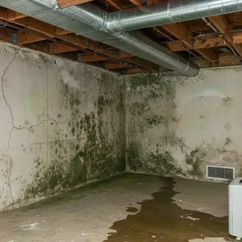 Professional Mold Removal in Florence, WI